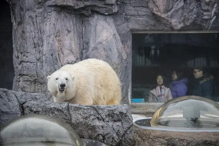 Asahiyama Zoo Incident Shakes Japan image 1