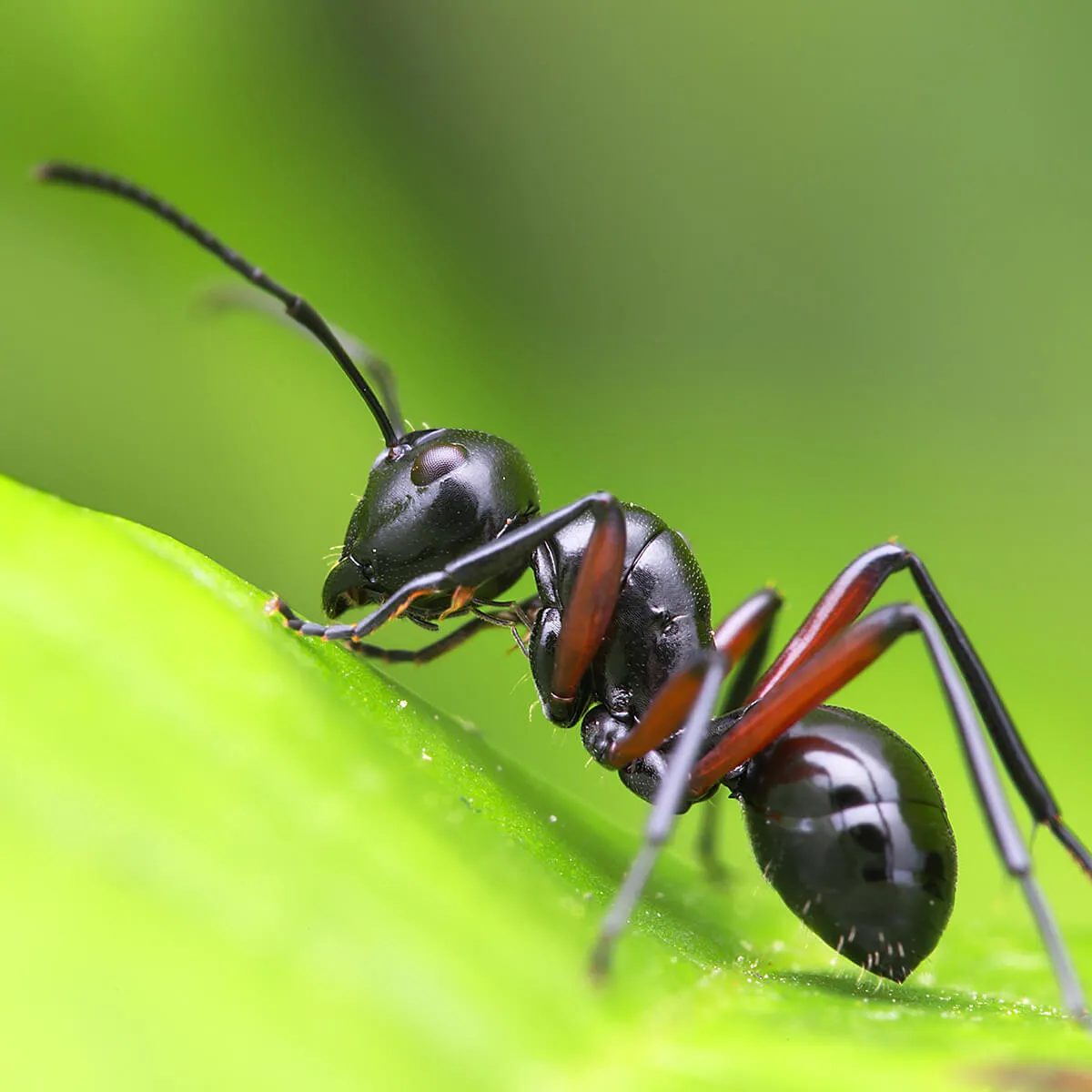 Ants: An 8-Year-Old Boy’s Discovery of
