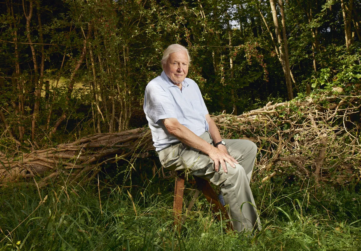 David Attenborough: Celebrating 100 Years of Wildlife Documentary Mastery