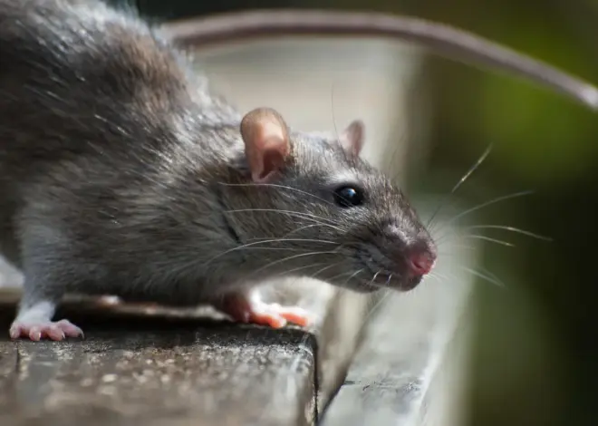 Hantavirus infections cruise ship: Outbreak on MV Hondius raises concerns
