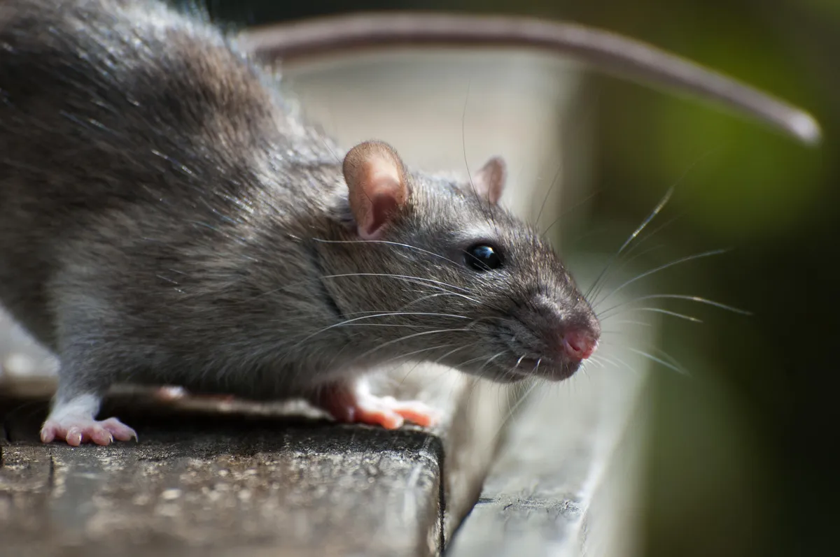 Hantavirus infections cruise ship: Outbreak on MV Hondius raises concerns