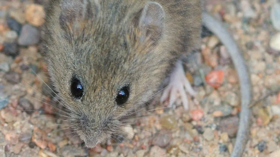 Hantavirus: Three fatalities linked to outbreak on MV Hondius