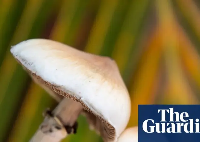 Mushroom Innovations: Psilocybin’s Impact on Brain Structure