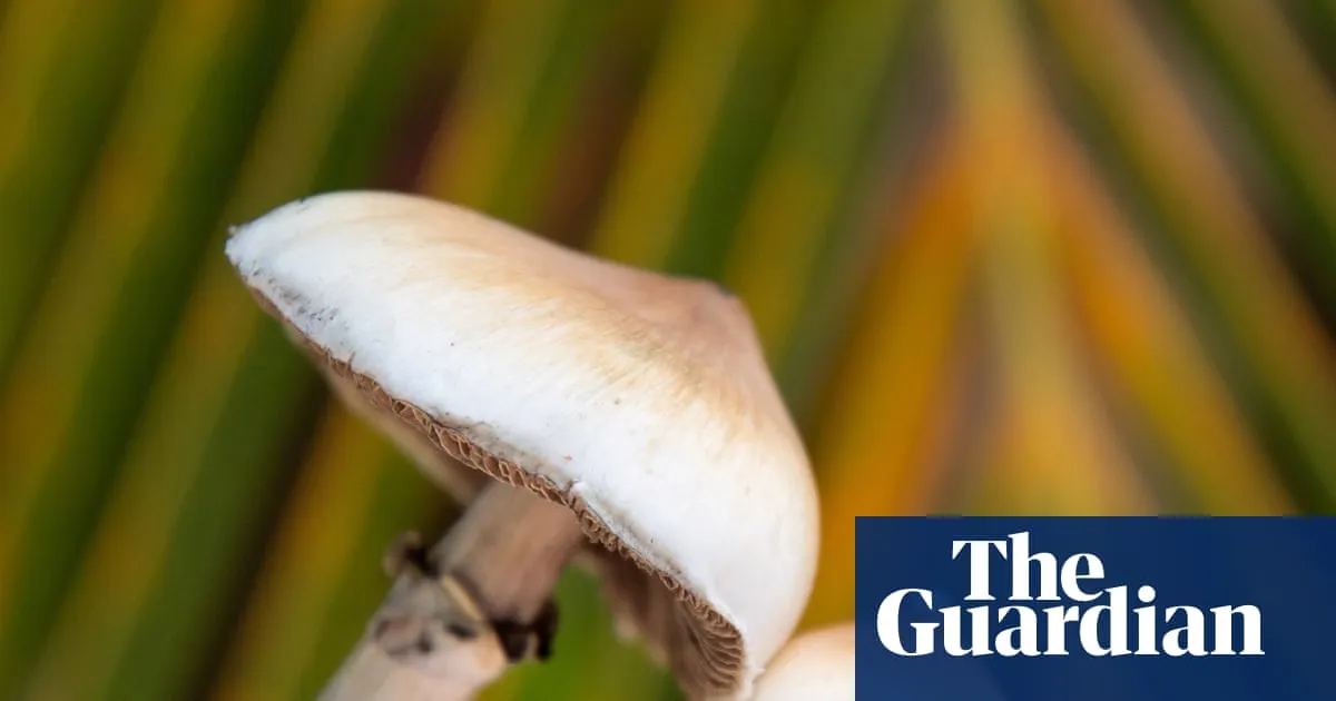 Mushroom Innovations: Psilocybin’s Impact on Brain Structure